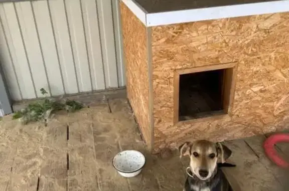 Найдена собака, Башмаково, фото: Собака найдена: ул. Андрианова, 10А, Башмаково