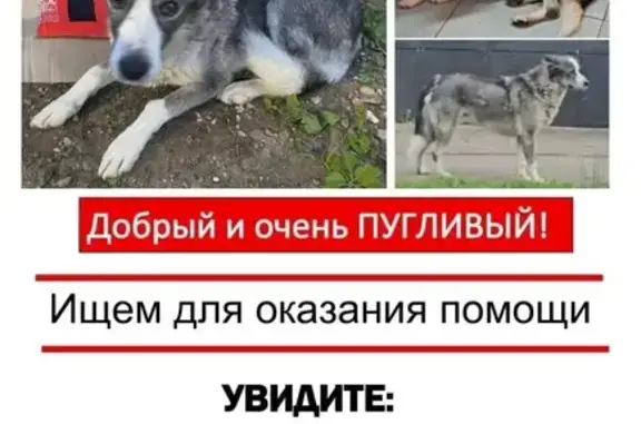 Пропала собака, ул. Чайковского, Химки
