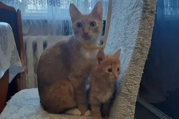 Кошки потеряшки, Брянск, фото: Потеряшка кошка, ул. Розы Люксембург, 47