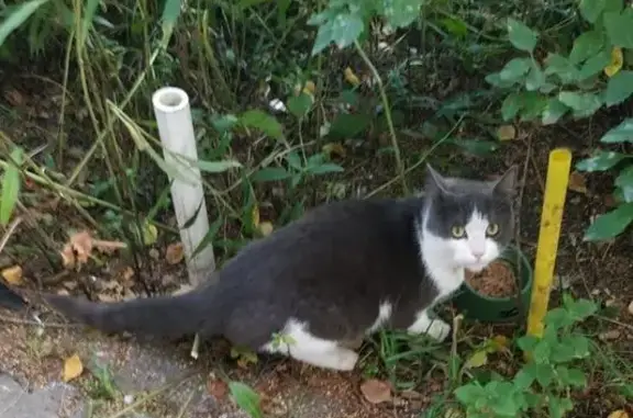 Кошка найдена: пр. Авиаконструкторов, 1