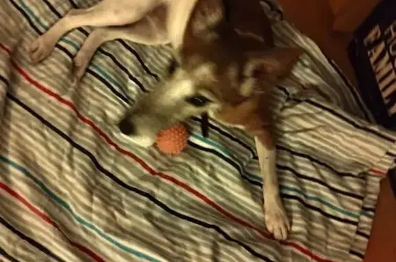 Найдена собака на ул. Брусилова, 7