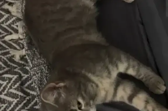 Кошка найдена: Гостиничный проезд, 8 к1