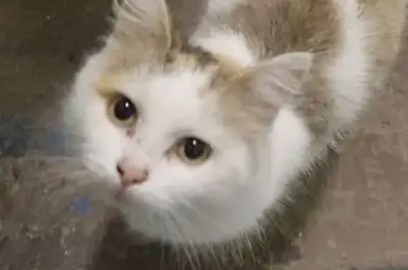 Найдена кошка, Пермь, фото: Найдена ласковая кошка, Парковый 38, Пермь