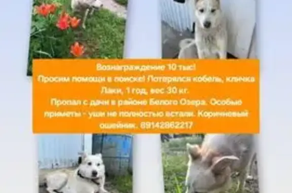 Пропала собака, ул. Белое Озеро, 10/1