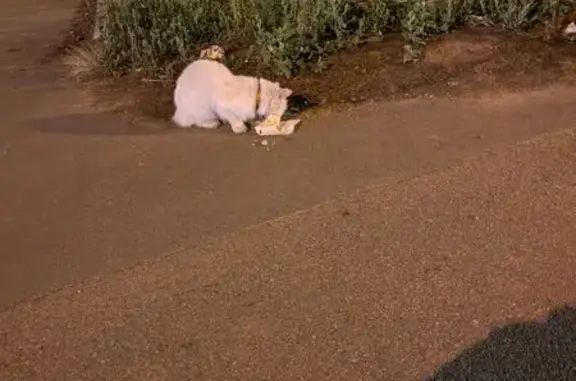 Кошка найдена: Бассейная ул., СПб