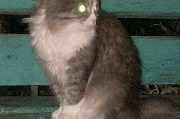 Найдена кошка, Саранск, фото: Кошка найдена: ул. Полежаева, 101А, Саранск
