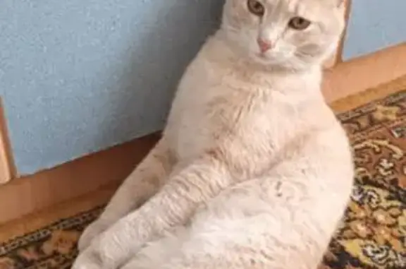 Пропала кошка, Викулова 22, Стрежевой