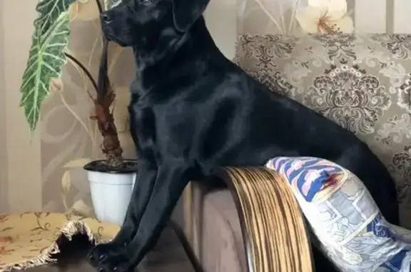 Собаки потеряшки, Муром, фото: Потеряшка собака, Панфиловская 12, Муром