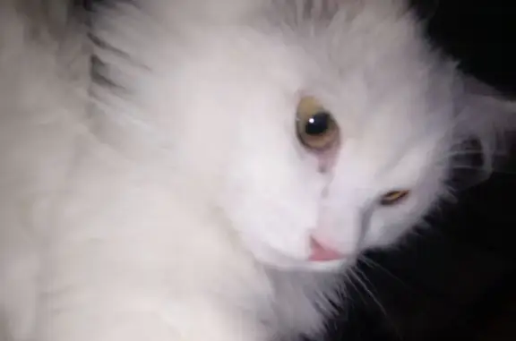 Кошки потеряшки, Чебоксары, фото: Потеряшка кошка, ул. Энтузиастов, 11