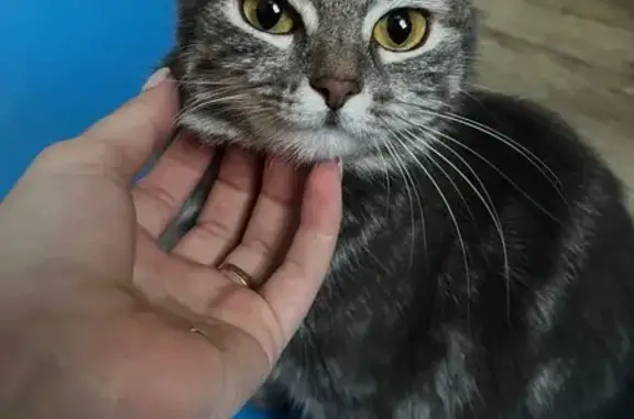 Кошки потеряшки, Железногорск, фото: Потеряшка кошка, Ленинградский пр., 109