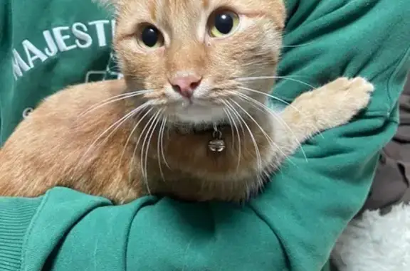 Кошка найдена: Вильвенская ул., 9, Пермь