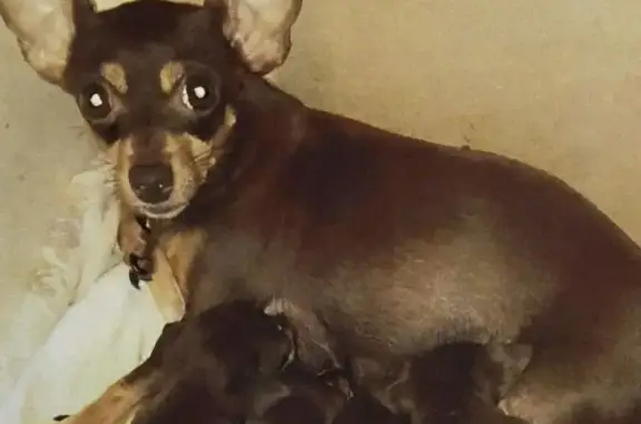 Пропала собака, Октябрьский пр., 32