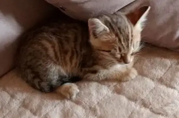 Кошка найдена: ул. Калинина, 38, Арамиль