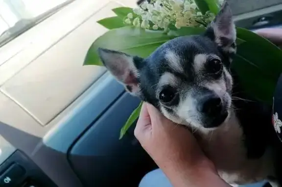 Пропала собака, Кузнечихинское СП