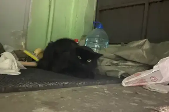 Кошка найдена на Генерала Антонова, 5 к2