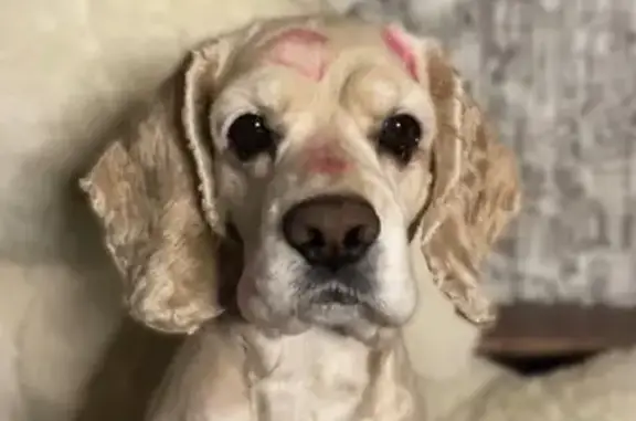 Пропала собака, ул. Космонавтов, 8, Чита