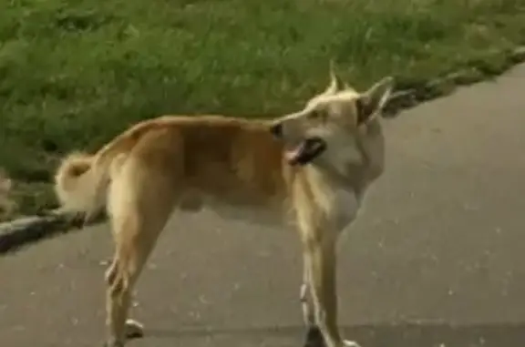 Собака найдена: ул. Адмирала Черокова, 20