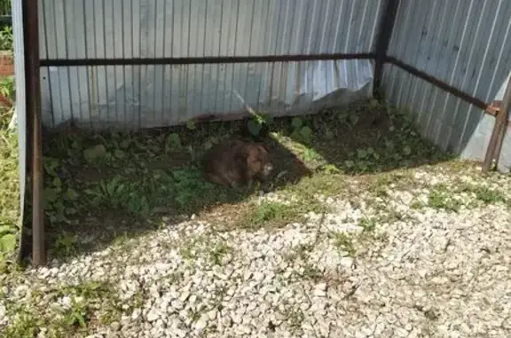 Найдена собака, Павловский Посад, фото: Собака найдена, Рыжая ул. 1 Мая, 4