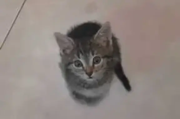 Пропала кошка, ул. Мира 41, Котово