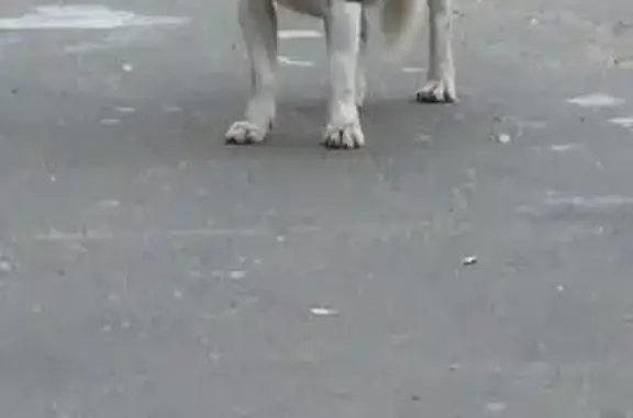 Найдена собака, ул. Ленина 31, Обухово