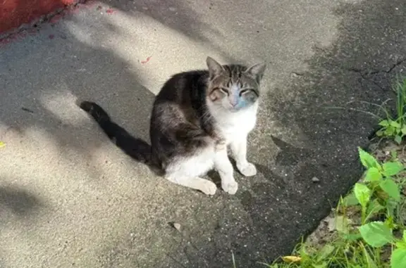 Кошка найдена у м. Первомайская, Москва