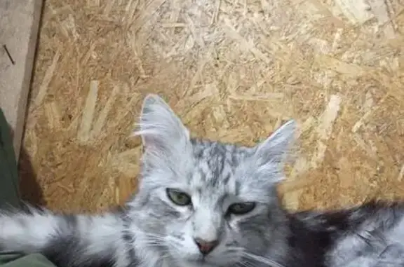 Пропала кошка, ул. Кудрявцева, 3, Ярославль