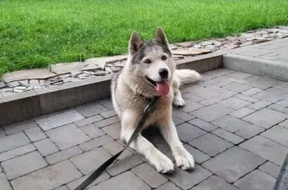 Собаки потеряшки, Самара, фото: Потеряшка хаски, Южный пр., 68-1, Самара