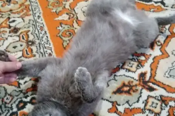 Кошки потеряшки, , фото: Потеряшка кошка, ул. Победы, 53, Большая Салырь