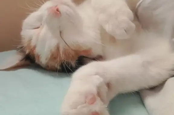 Кошки потеряшки, Республика Бурятия, фото: Потеряшка кошка в Улан-Удэ, Бурятия