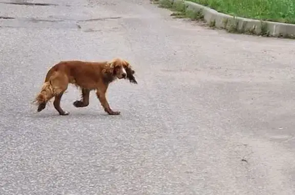 Найдена собака: Радужная ул, 3, Воскресенское