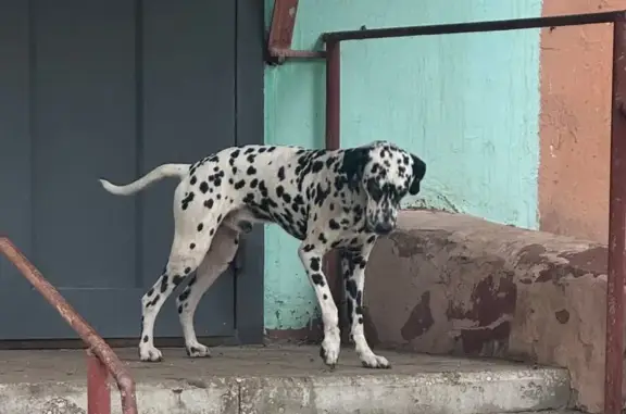 Найдена собака, Самара, фото: Найдена собака Далмат, ул. Гагарина, Самара