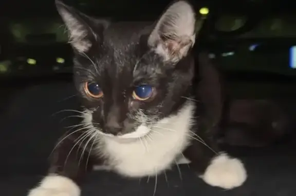 Котенок найден на Пермякова 81, Тюмень