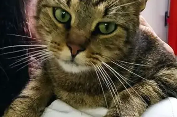 Найдена кошка, Всеволожск, фото: Найдена кошка, Межевая ул. 20, Всеволожск