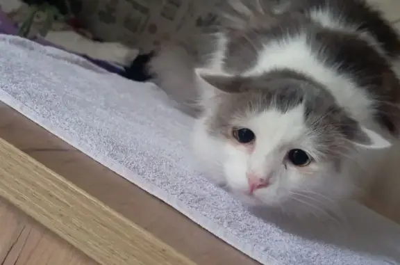Пропала кошка, Сибирская ул., 33, Томск