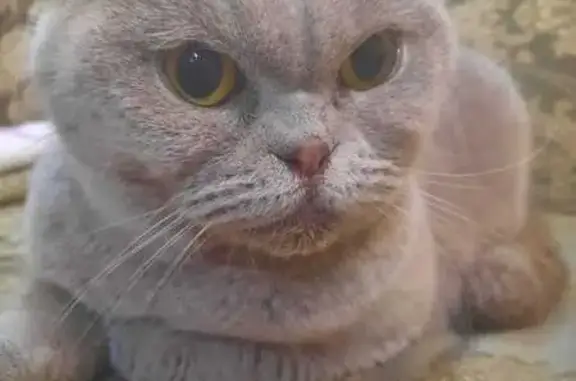 Кошка найдена, ул. Лётчика Пилютова, 13к1