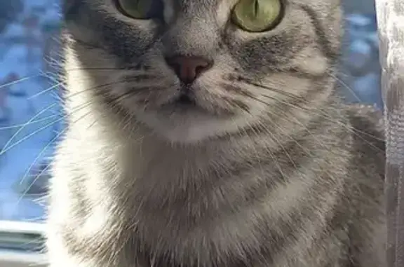 Кошки потеряшки, Белгород, фото: Потеряшка кошка на ул. Южной, Белгород