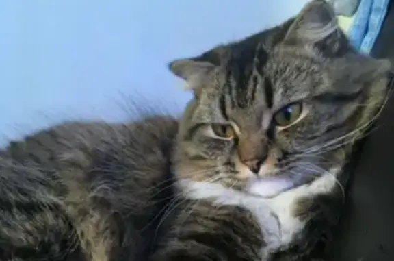 Пропала кошка, Харьковская 26, Ленинск-К.