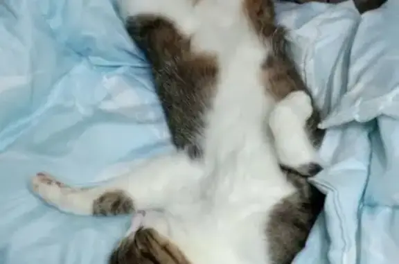 Кошки потеряшки, Московская область, фото: Потеряшка кошка, Центральная ул., МО