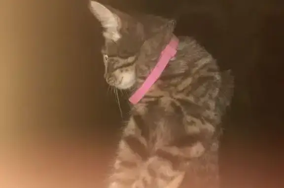 Найдена кошка, , фото: Кошка найдена: ул. С. Перовской, 81, Армавир