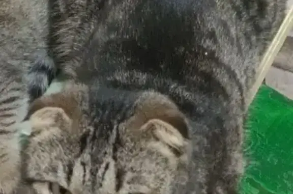 Пропала кошка, Кунгур, Пермский край