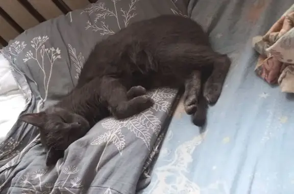 Кошки потеряшки, Саратов, фото: Потеряшка кошка, 2-я Прокатная ул., 13А