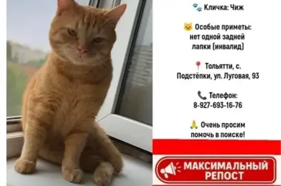 Пропал рыжий кот, Луговая 93А, Подстёпки