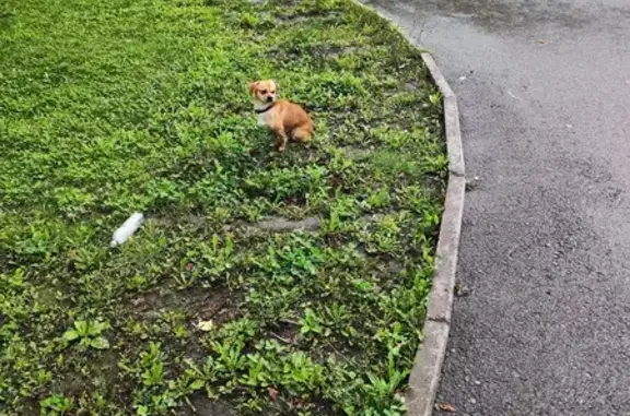 Собака найдена: ул. Хмельницкого, 94, Уфа