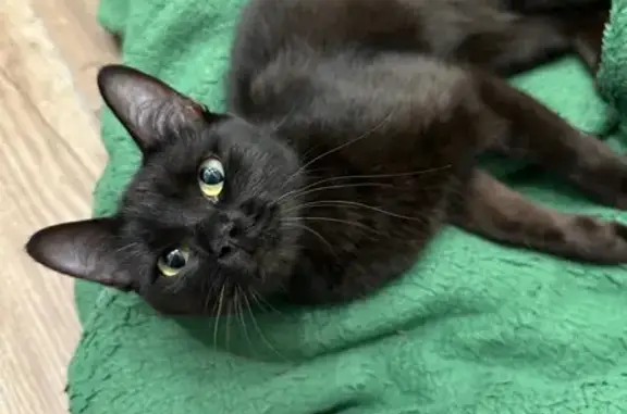 Найдена кошка, Ульяновск, фото: Найдена черная кошка, Юго-Западная, 6