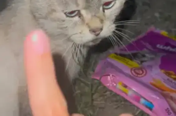 Найдена кошка, Измайловка, фото: Кошка найдена на Измайловской улице