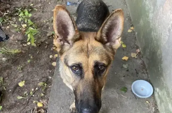 Найдена собака, Старая Русса, фото: Найдена собака на Санкт-Петербургской, 4