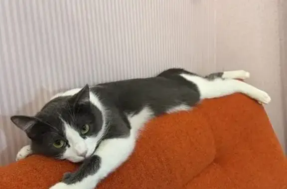 Кошки потеряшки, Липецк, фото: Потеряшка кошка на Стаханова, 8А, Липецк