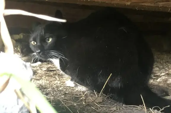 Кошка найдена, ул. Ситим, Якутск - photo