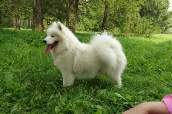 Собаки потеряшки, Санкт-Петербург, фото: Потеряшка собака у А-фитнес Блюхера, СПб