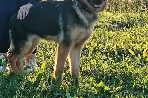 Собаки потеряшки, Новая Усмань, фото: Потеряшка собака, Луговая 1, Новая Усмань